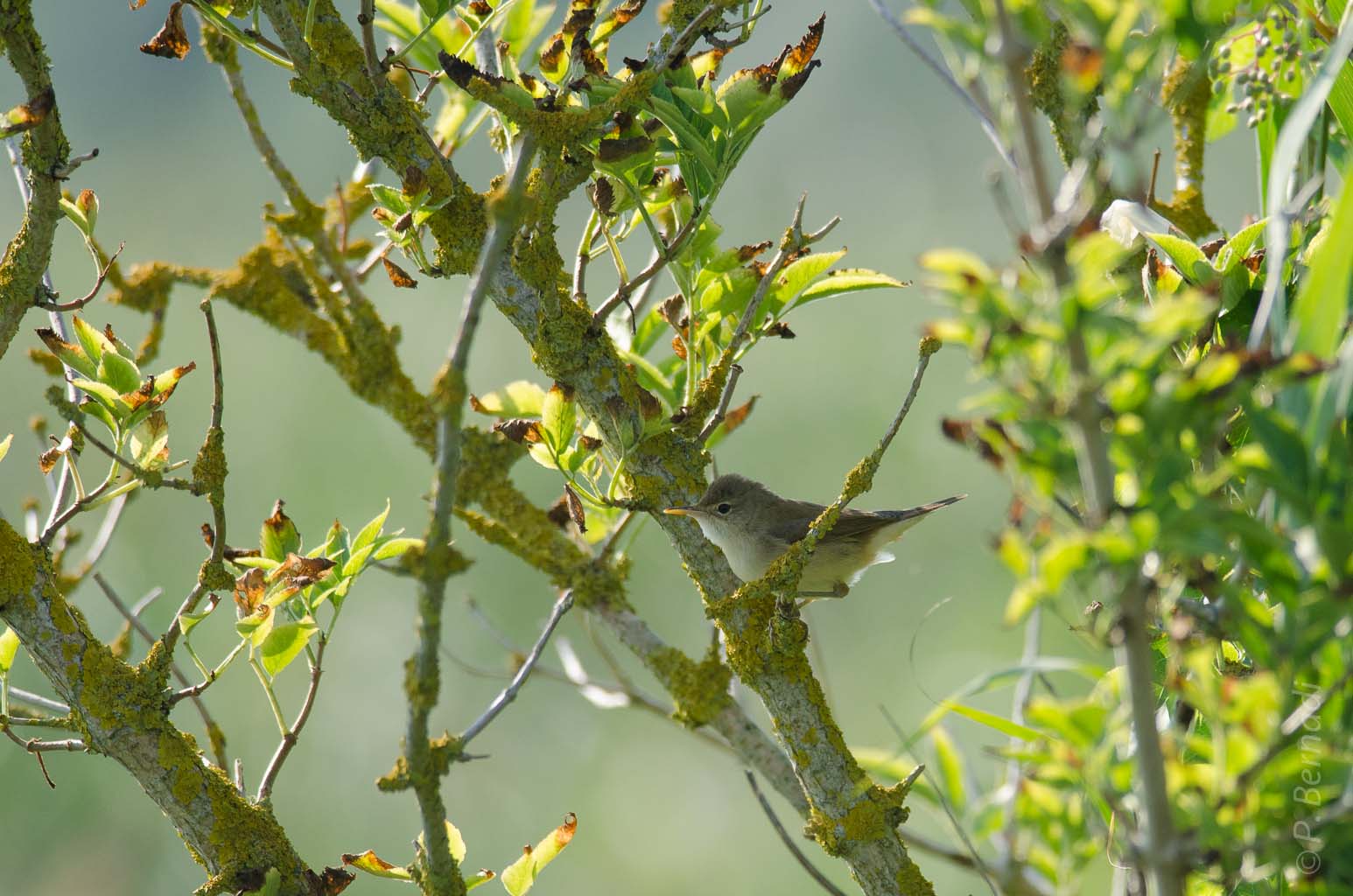 Rousserolle effarvate