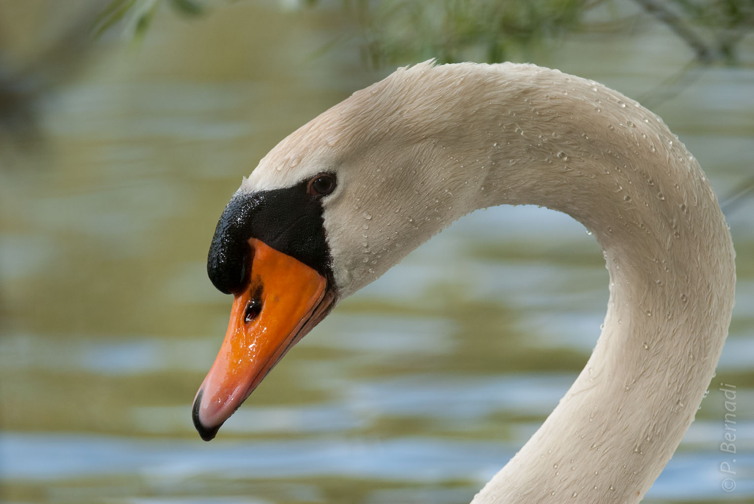 Cygne