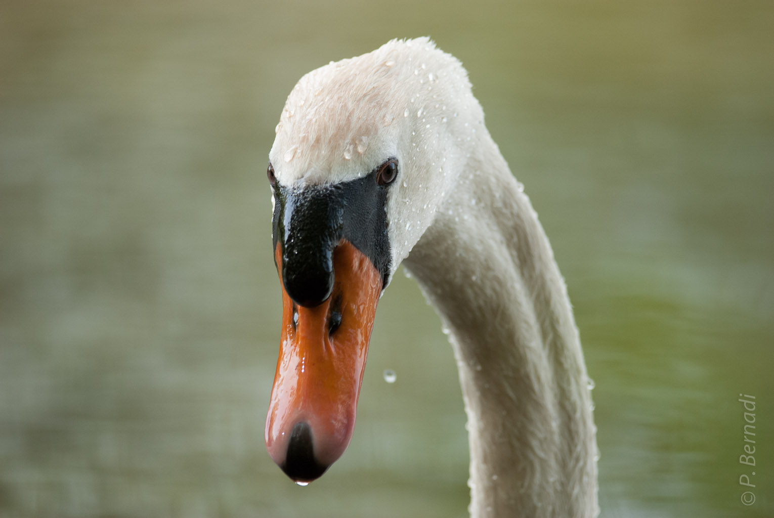 Cygne