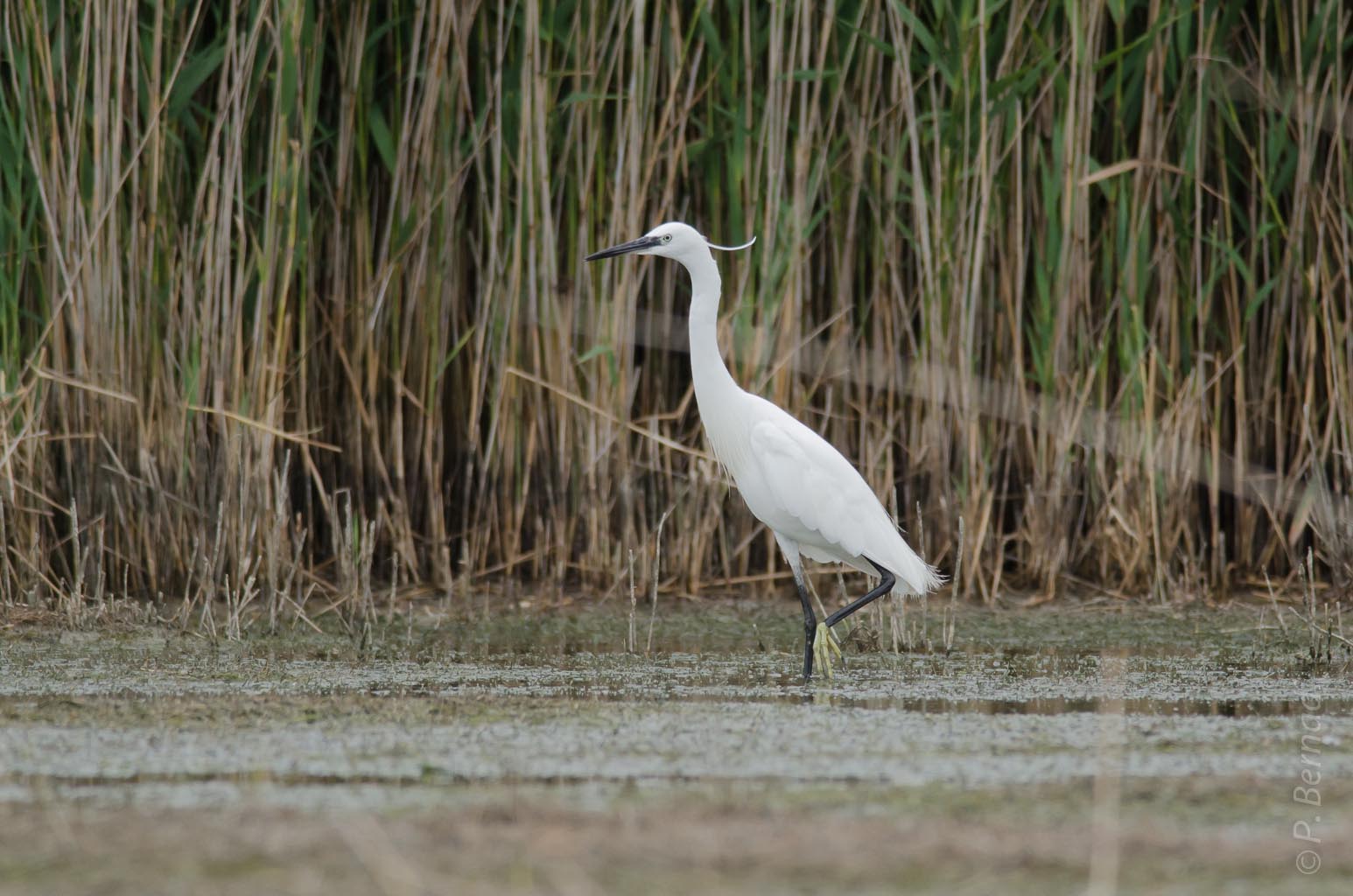 Aigrette garzette