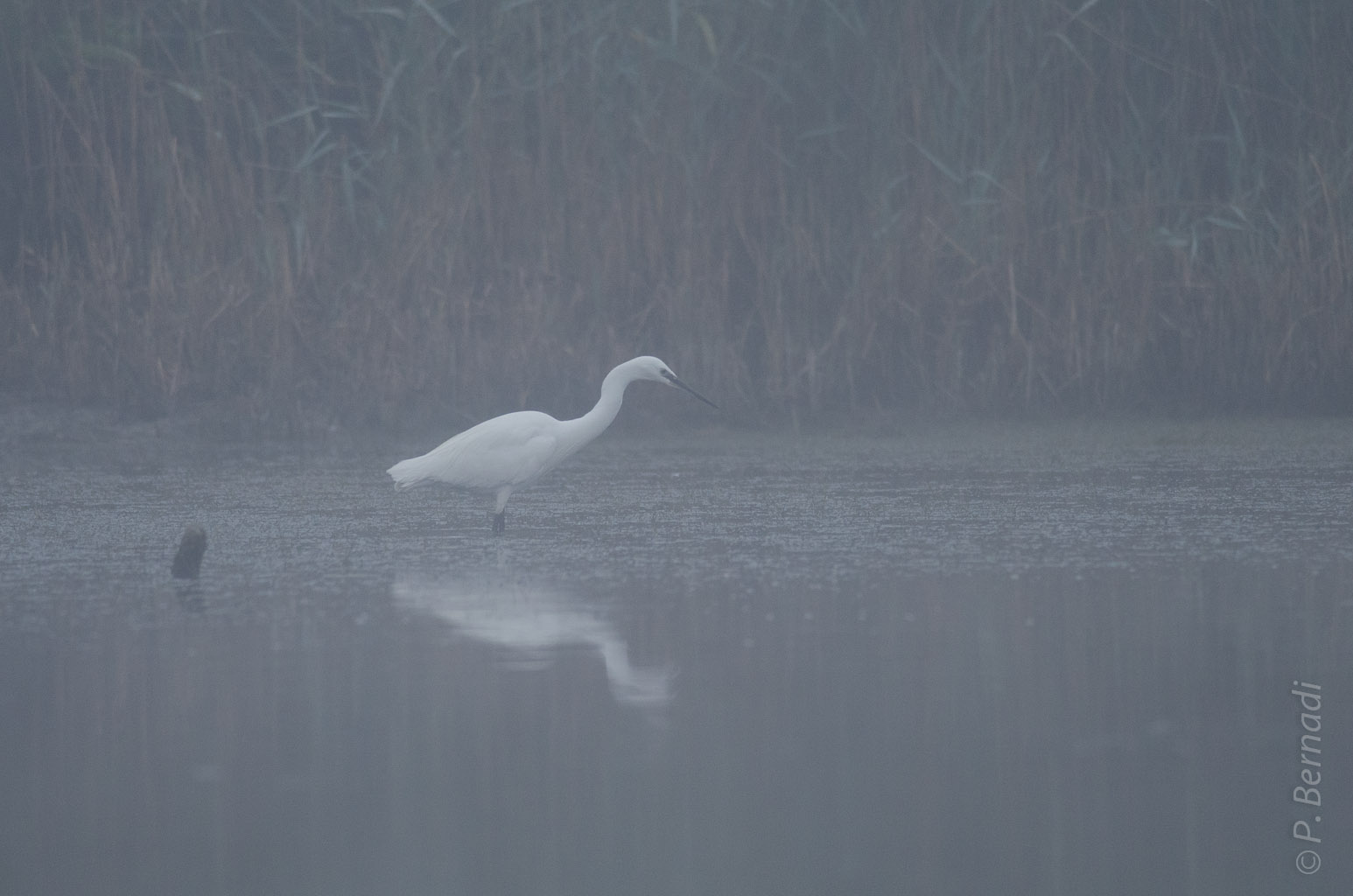 Aigrette garzette