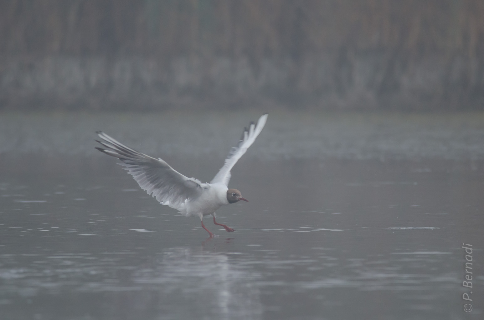 Mouette rieuse