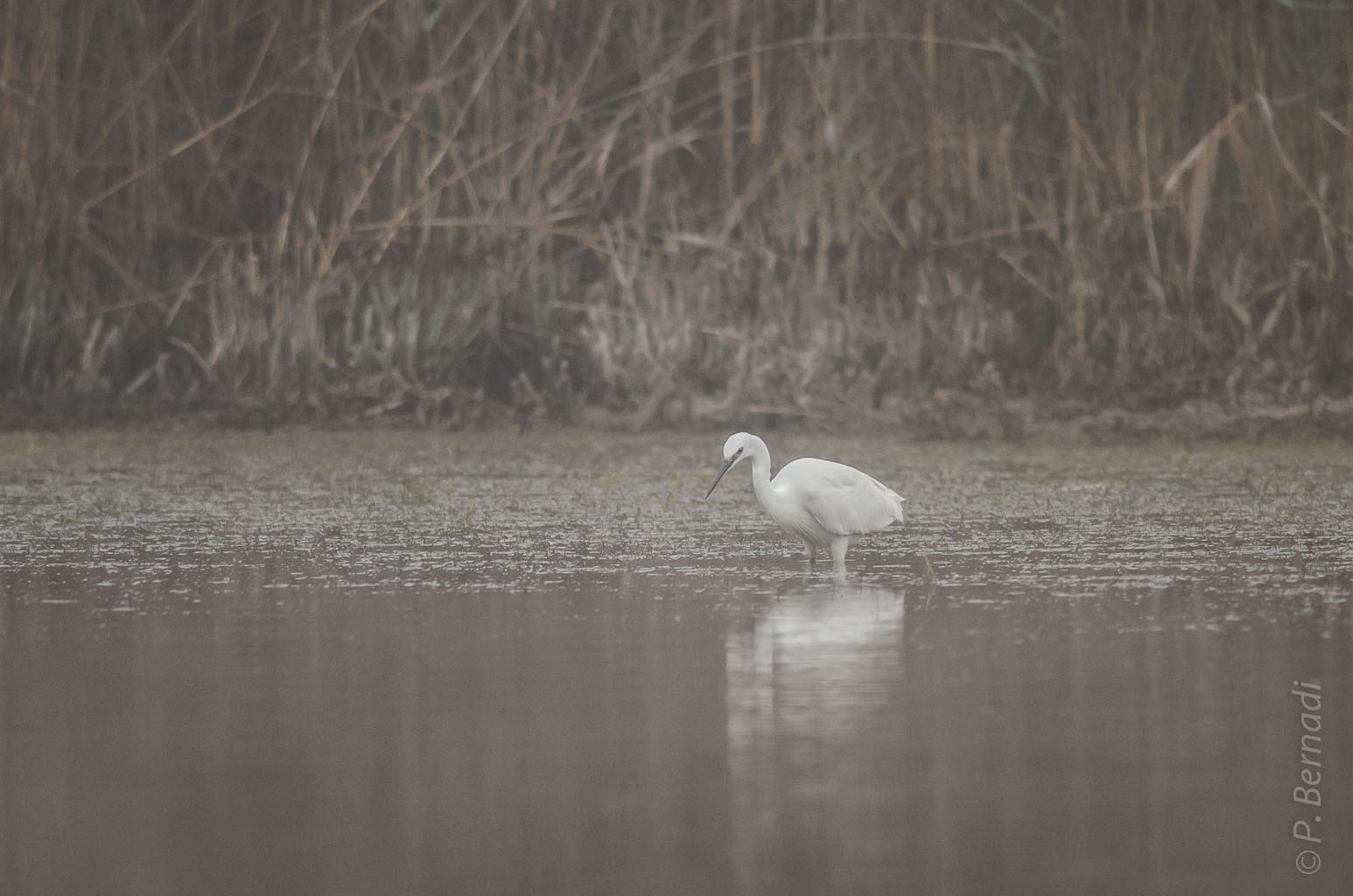 Aigrette garzette