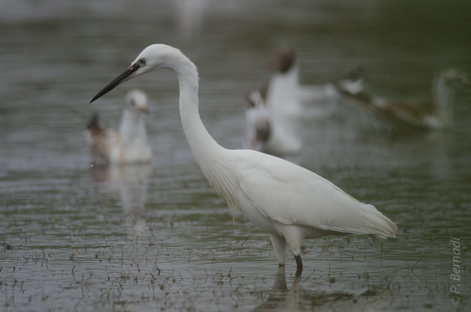 Aigrette garzette