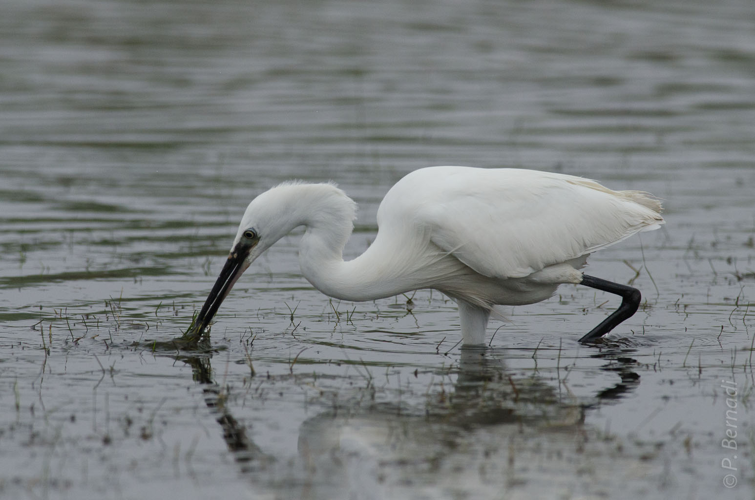 Aigrette garzette