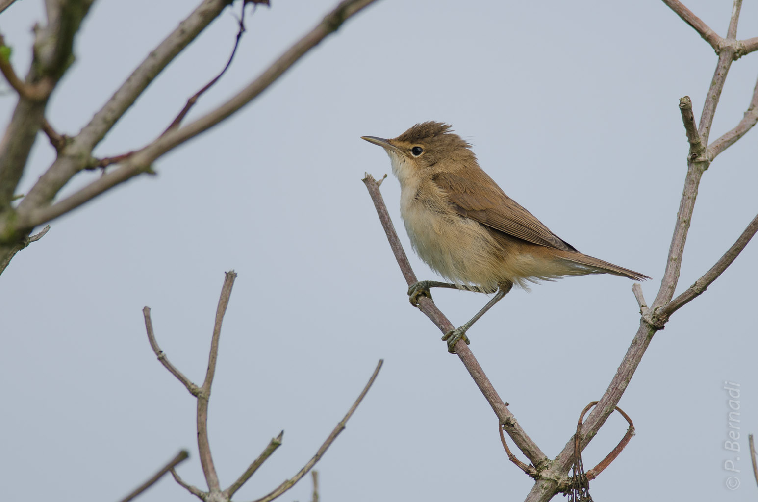 Rouserolle effarvate