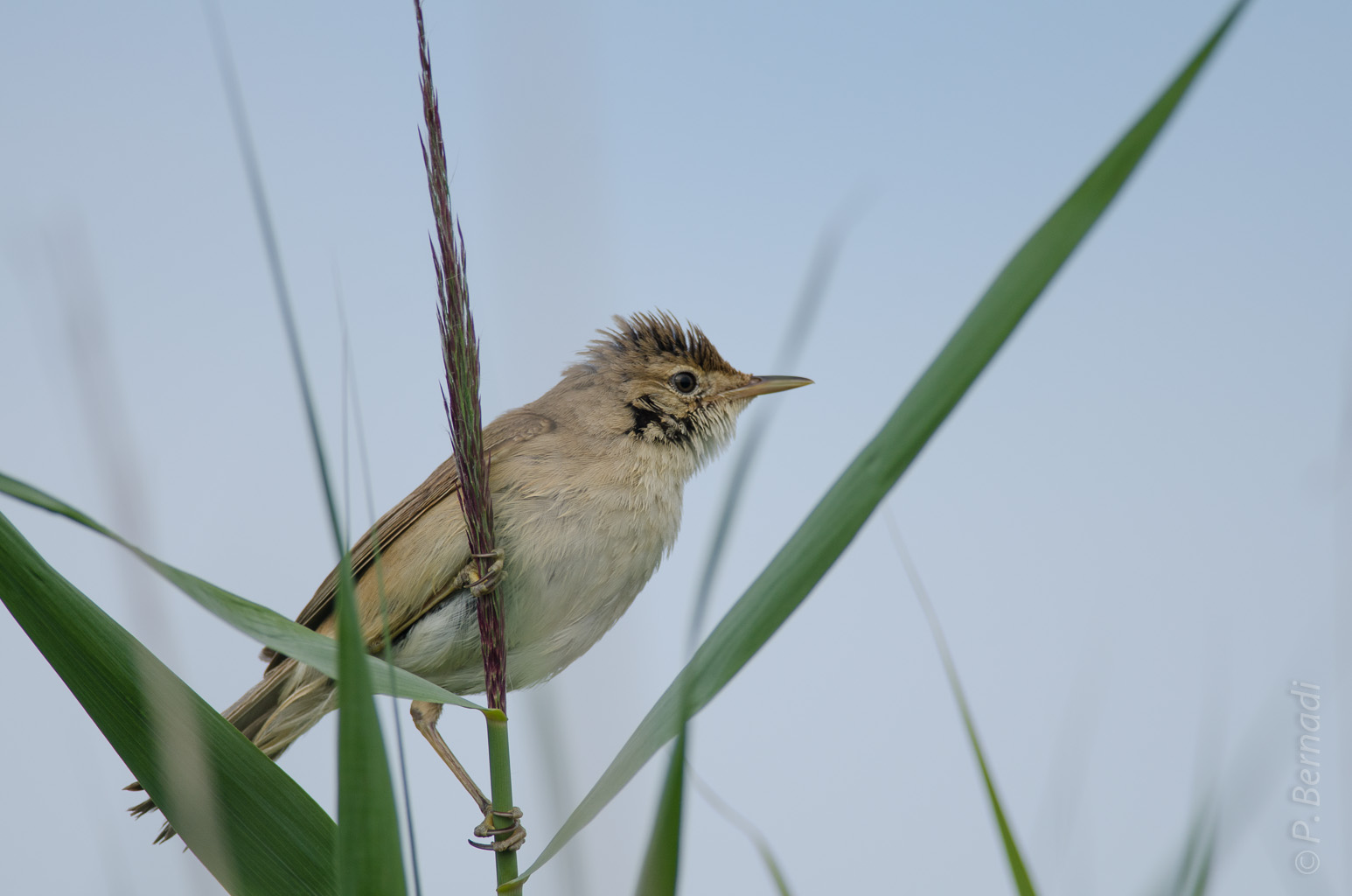 Rouserolle effarvate