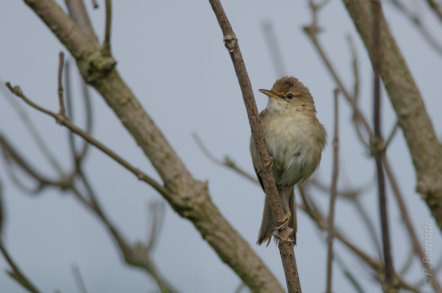 Rouserolle effarvate