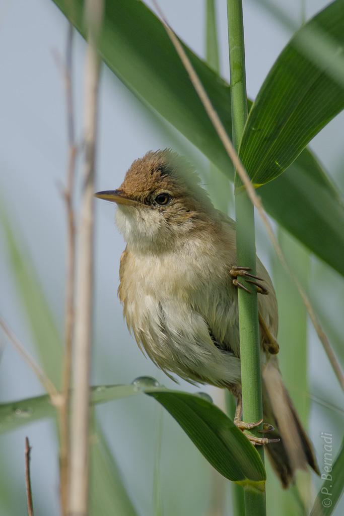 Rouserolle effarvate