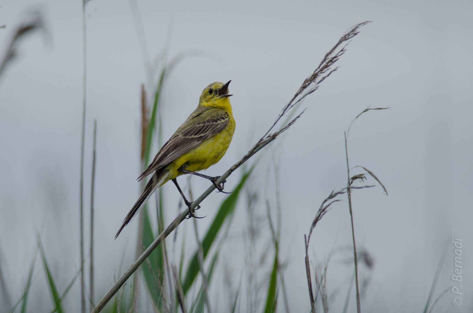 Bergeronnette printanière