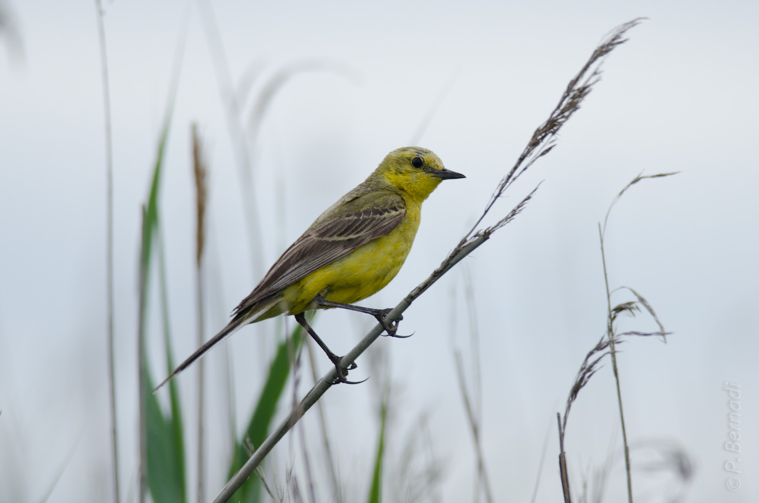 Bergeronnette printanière