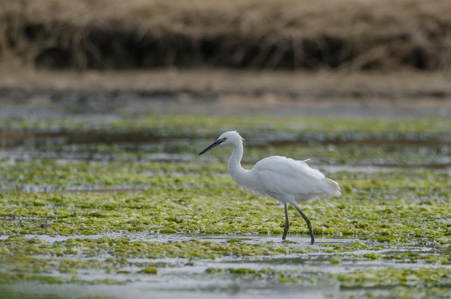 Aigrette garzette