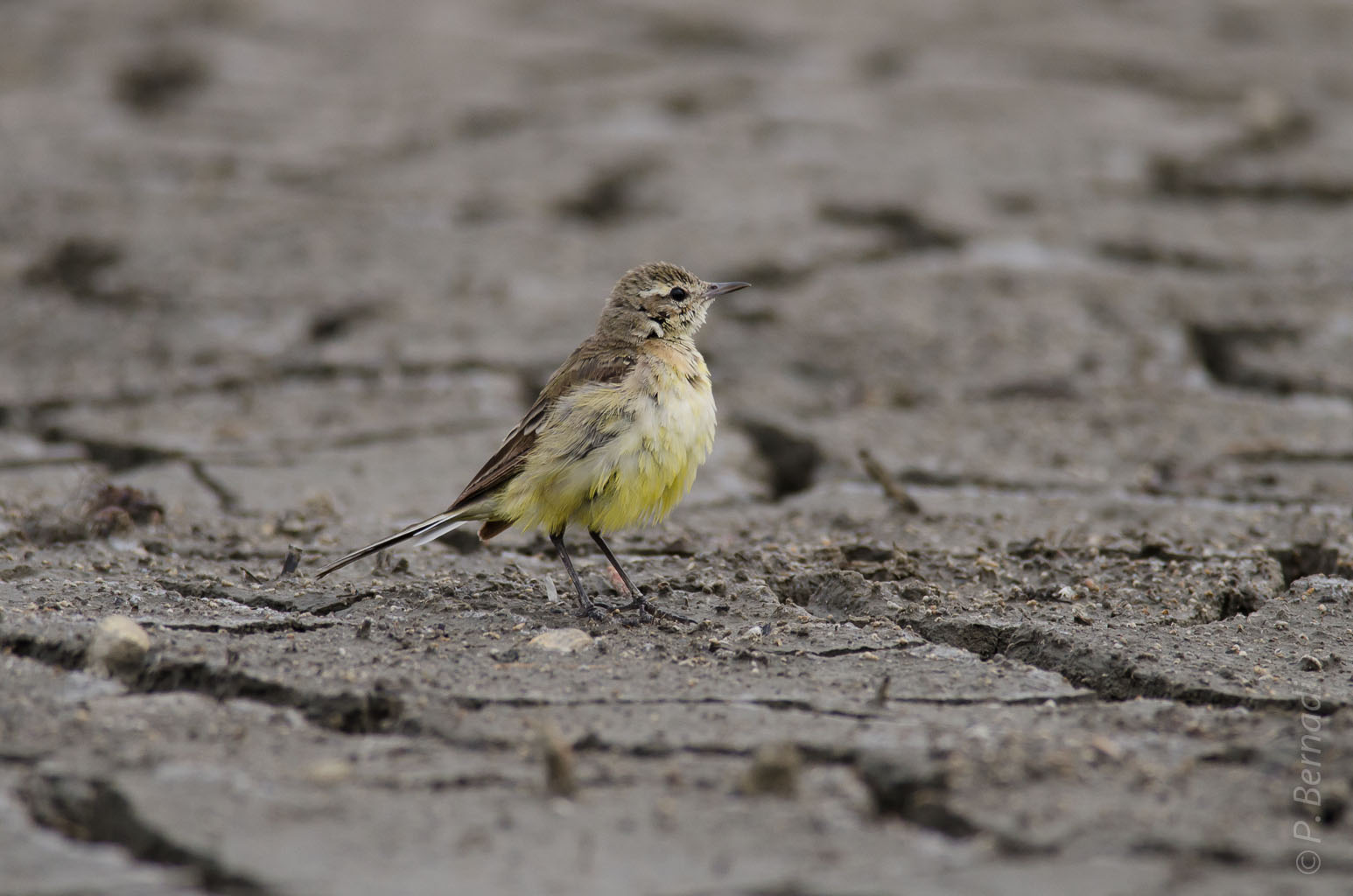 Bergeronnette printanière