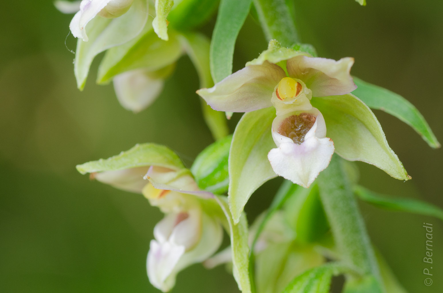 Orchidée Epipactis
