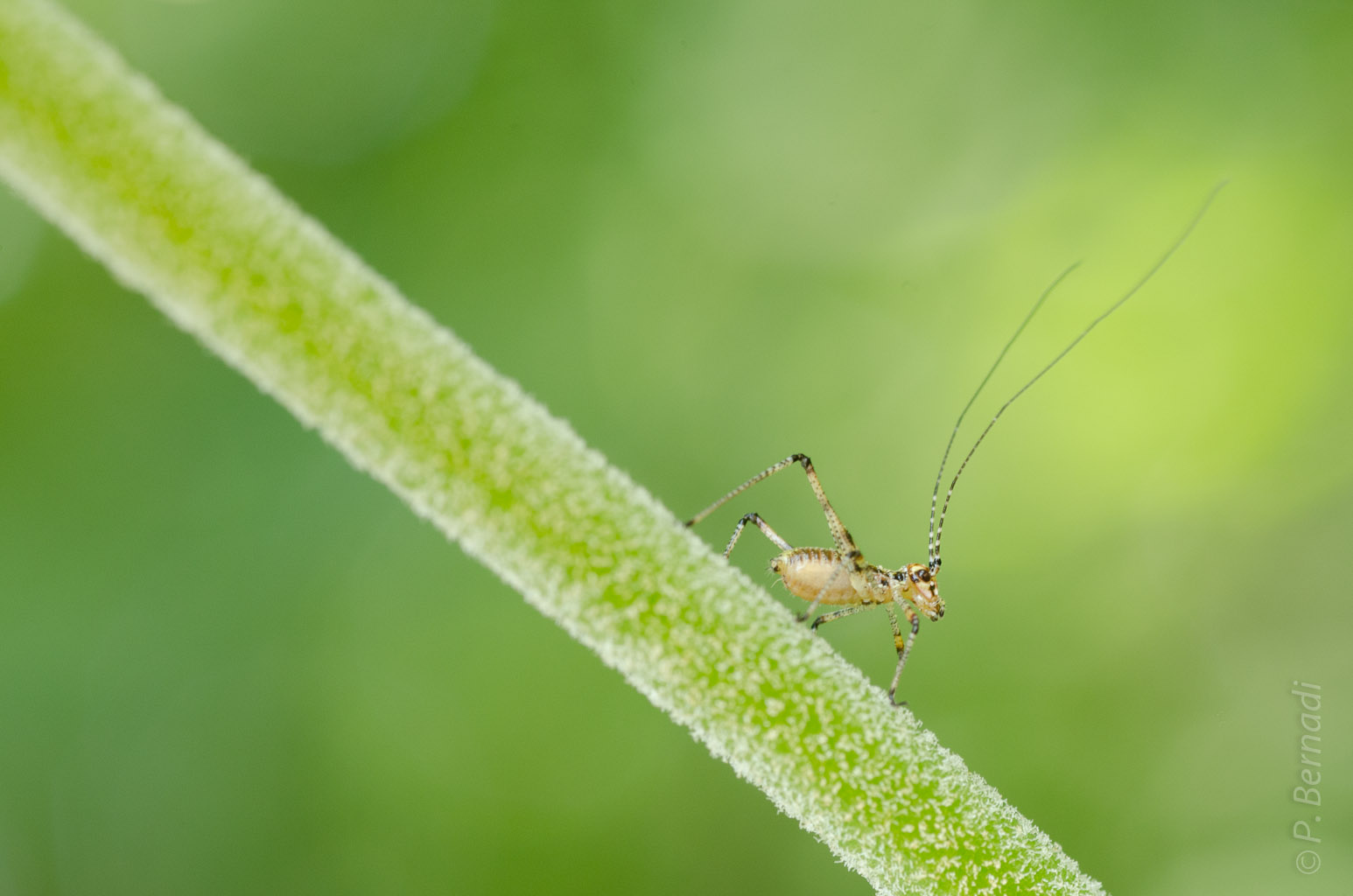 Amateur d'orchidées sauvages