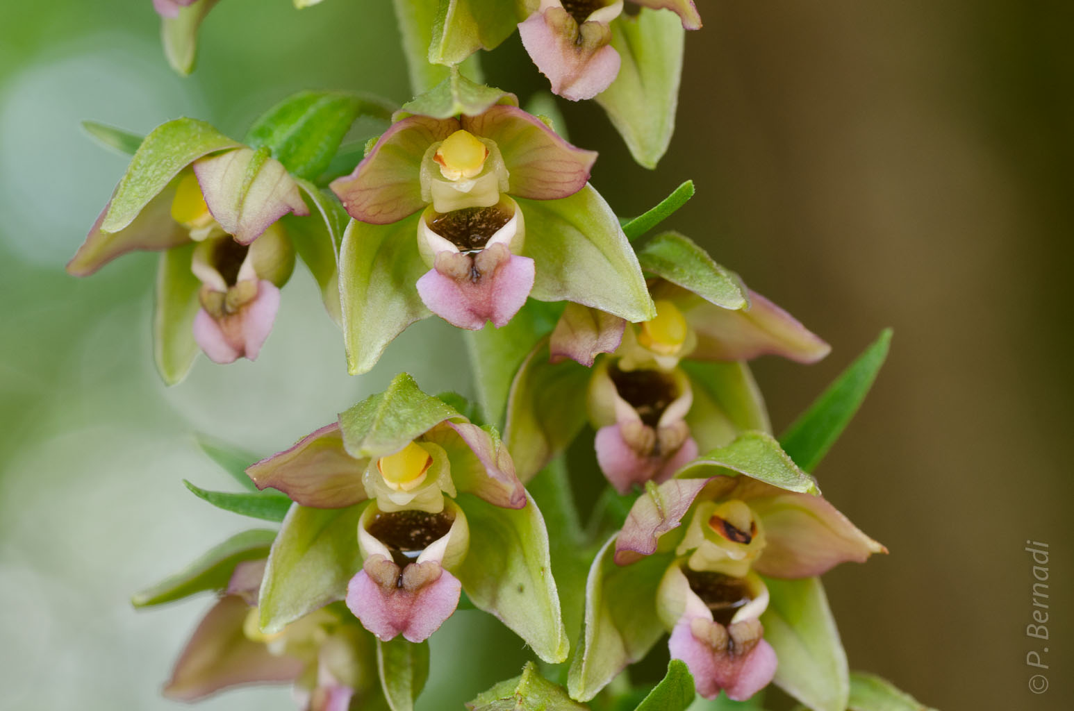 Orchidée Epipactis