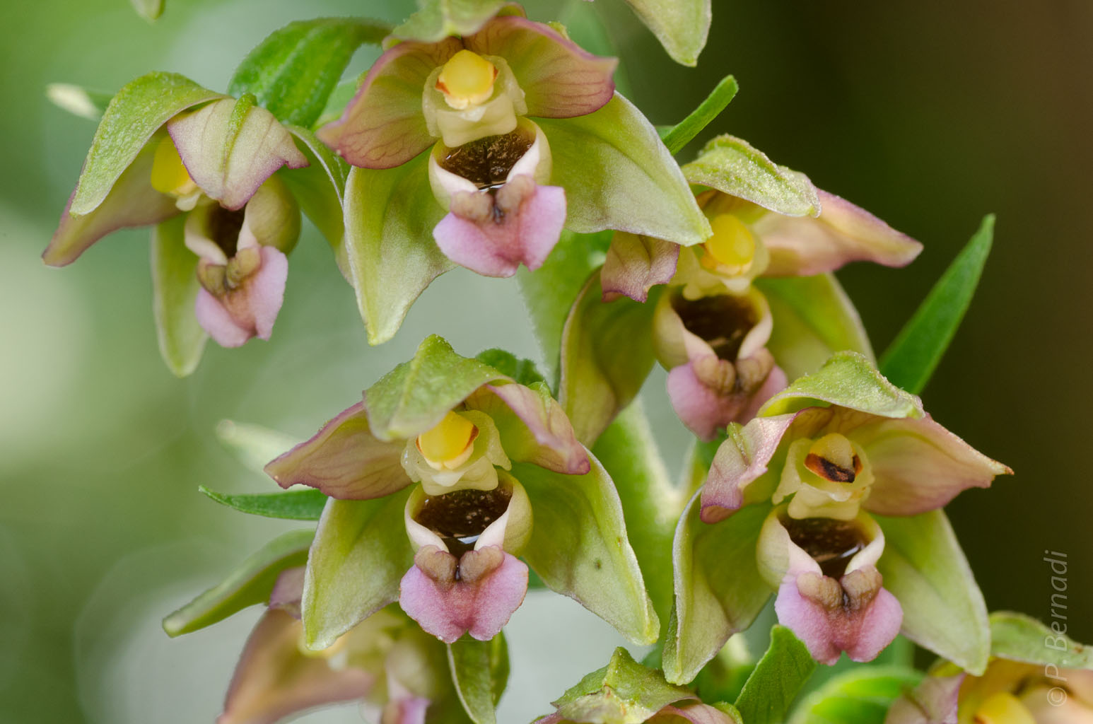 Orchidée Epipactis