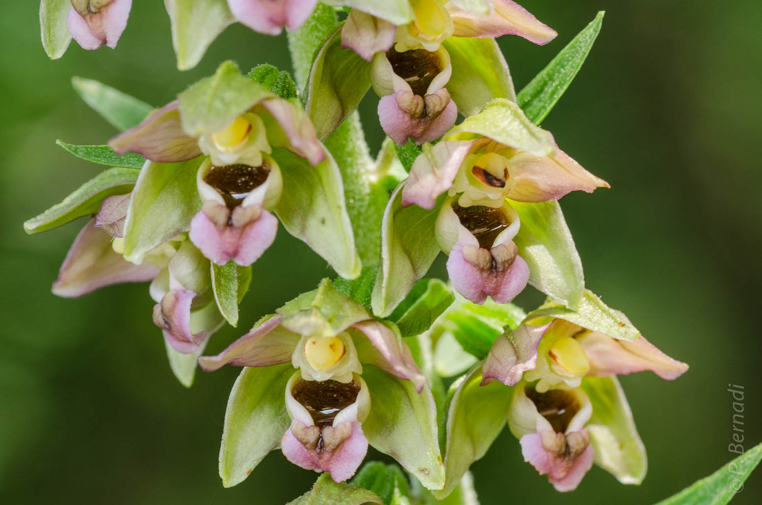 Orchidée Epipactis