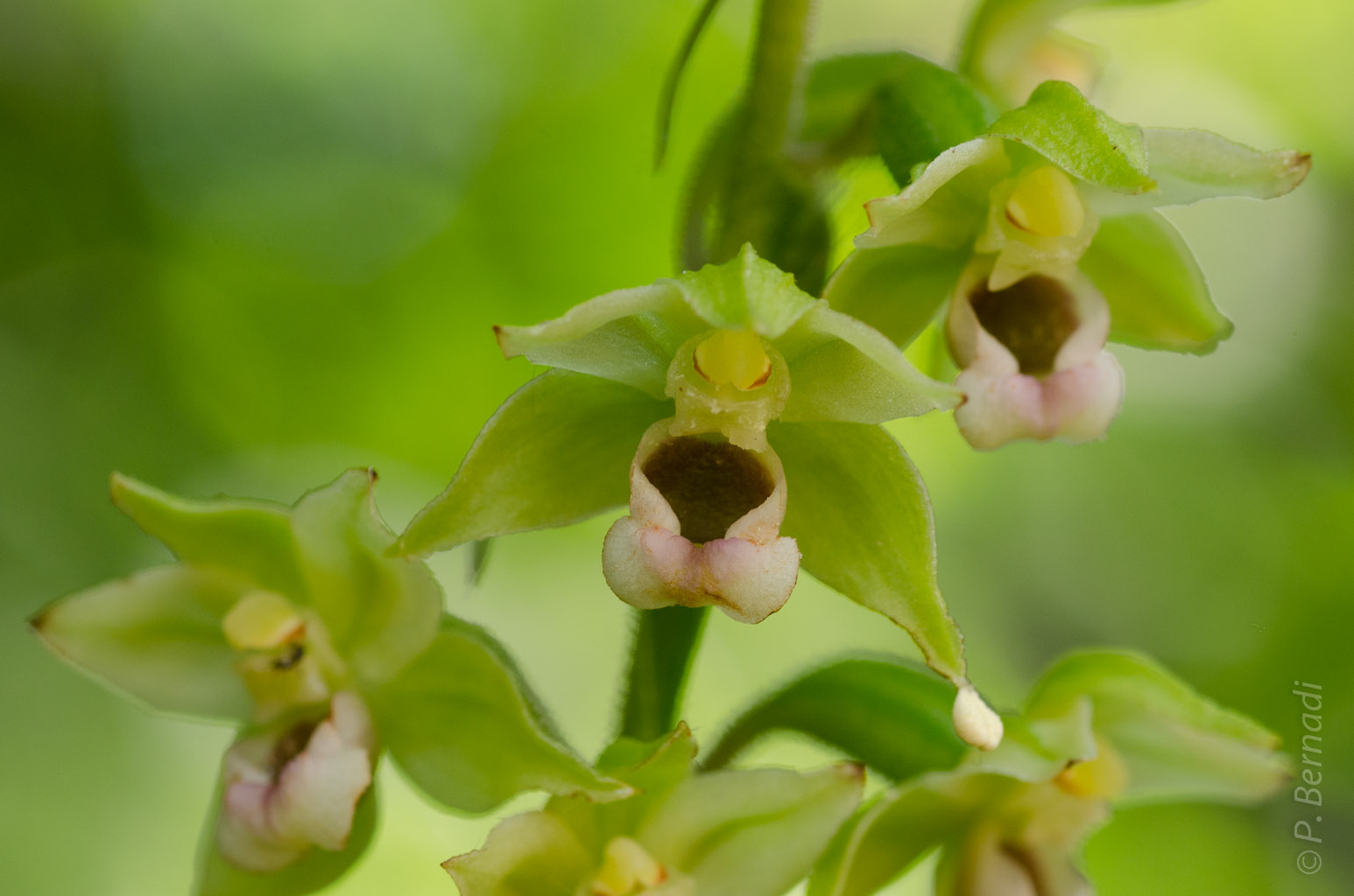Orchidée Epipactis