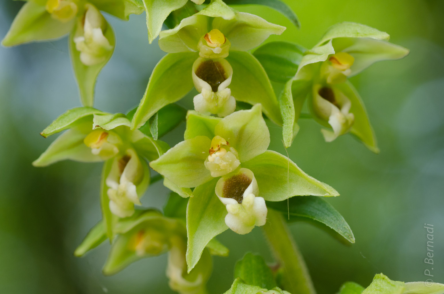Orchidée Epipactis