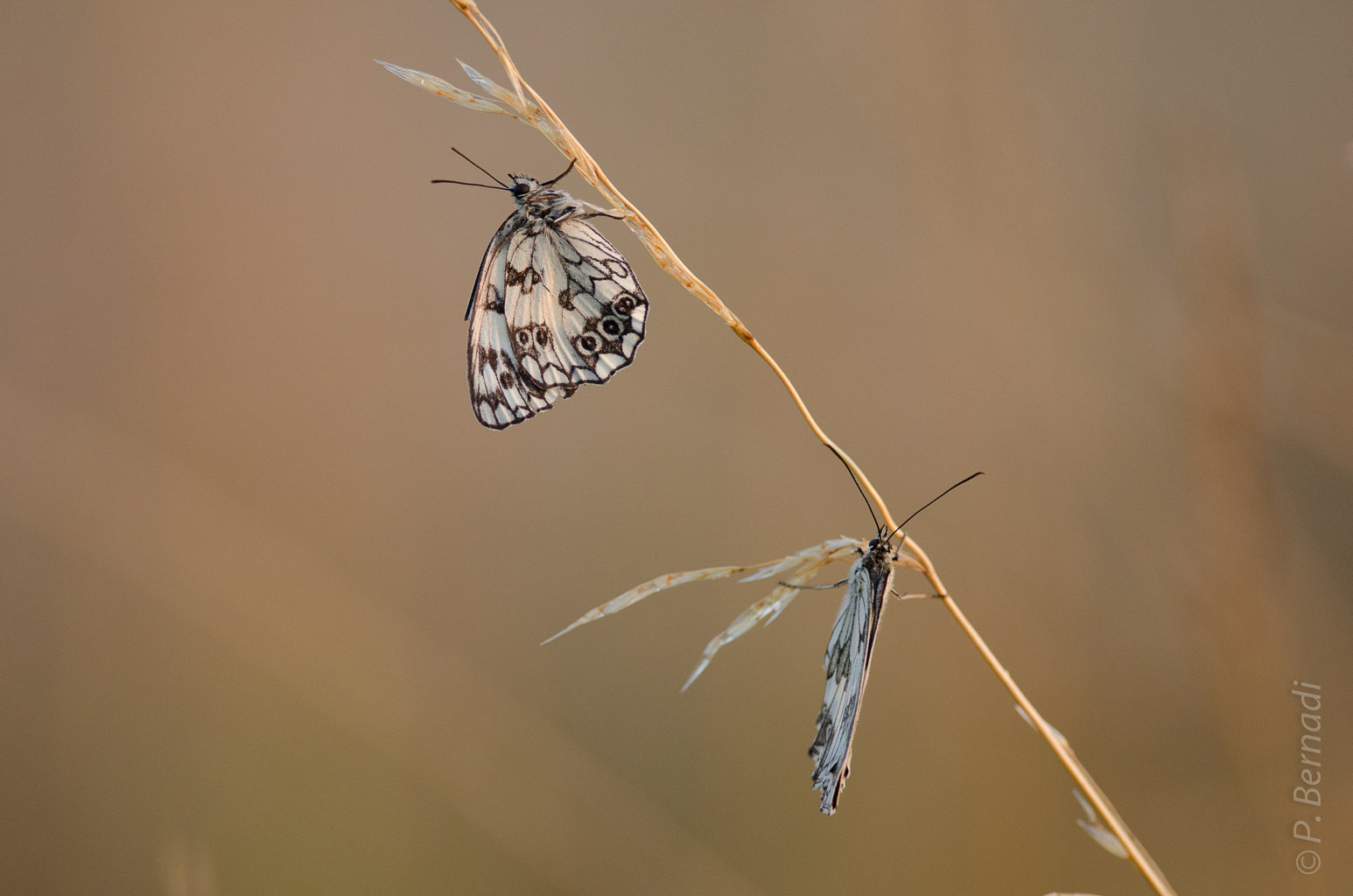 Repos du soir sur une brindille