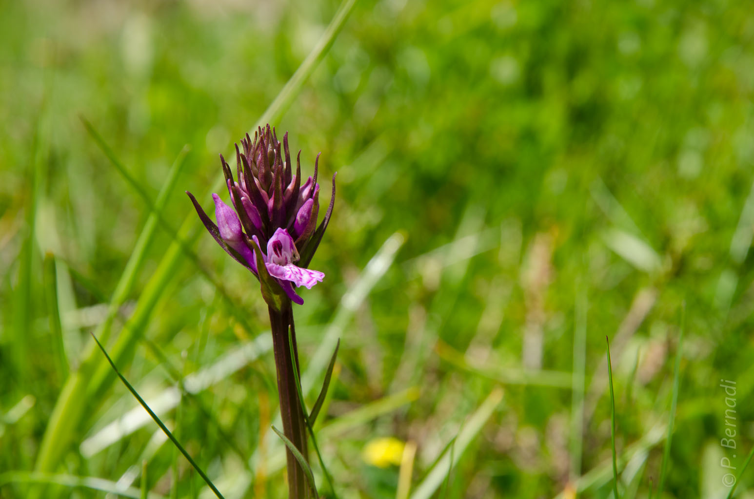 Orchidée (Dactylorhiza) - Etang du Garbet
