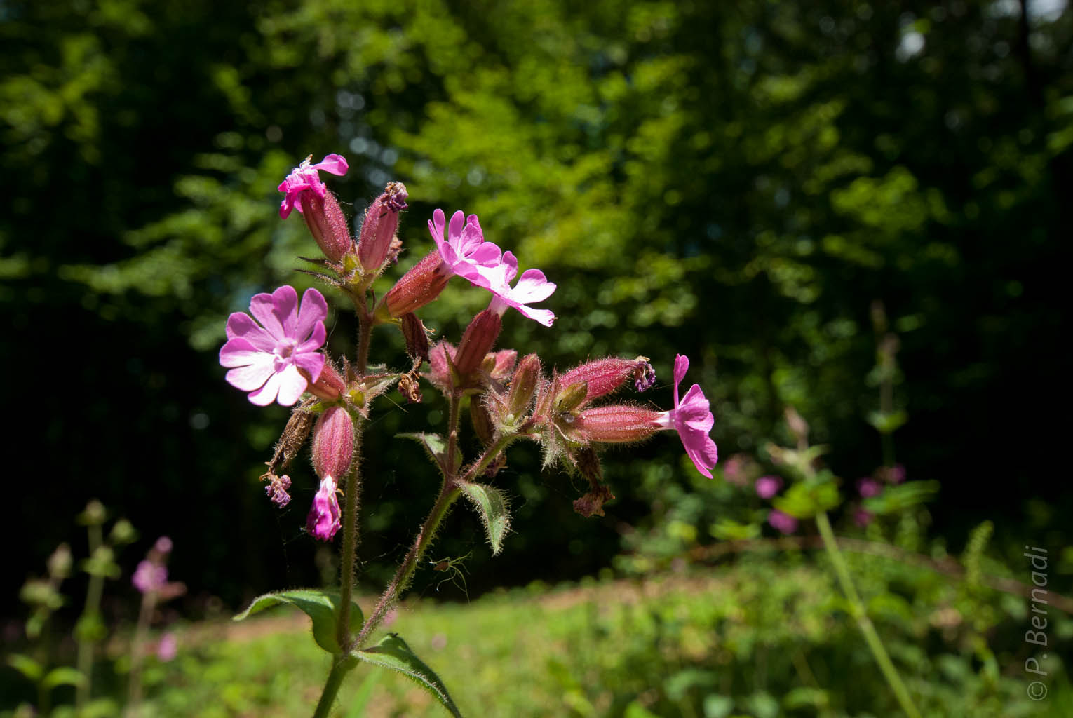 Parc de Gonfreville l'Orcher
