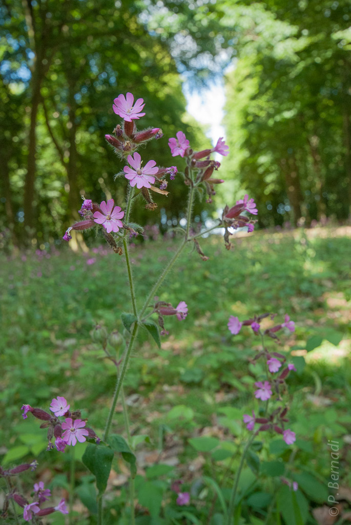 Parc de Gonfreville l'Orcher
