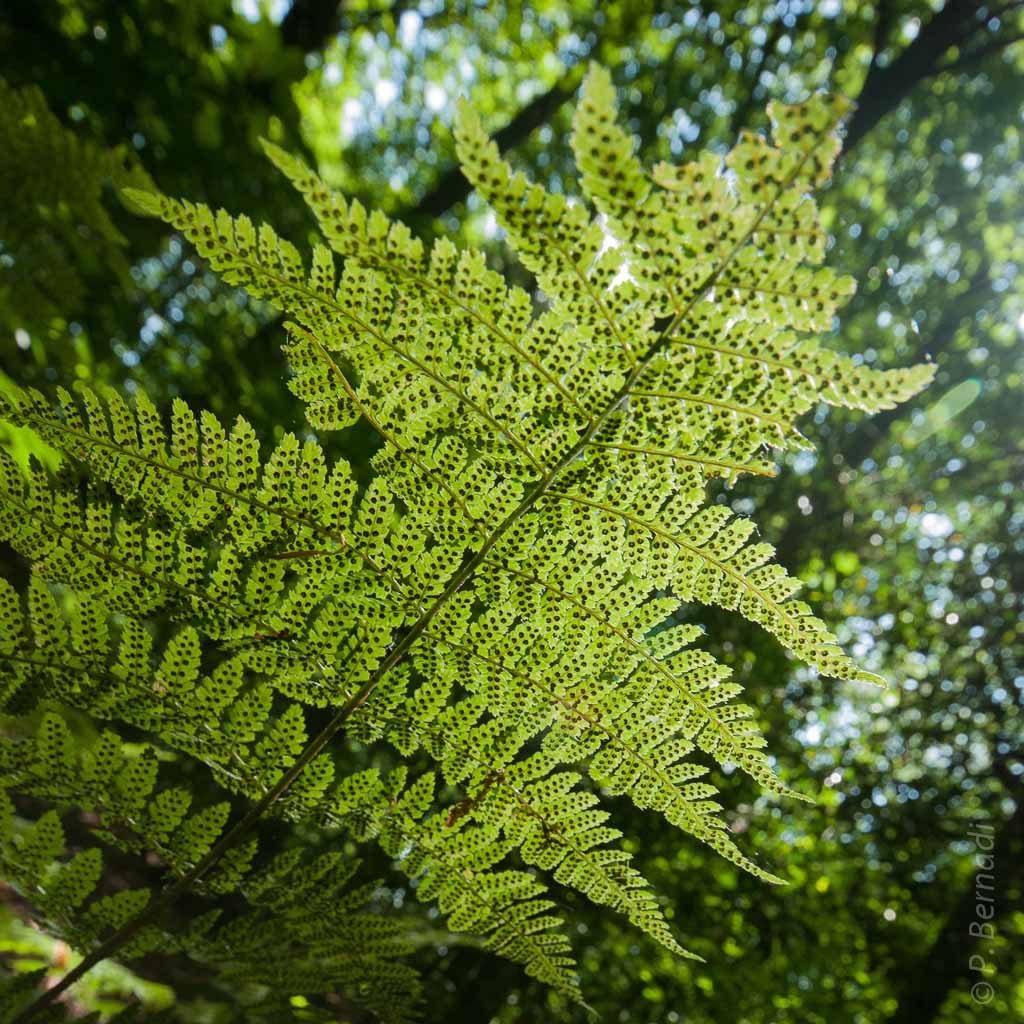 Parc de Gonfreville l'Orcher
